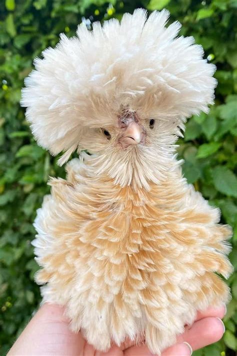 cute chickens pictures